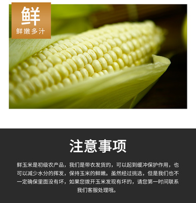 鮮香軟糯，現(xiàn)摘現(xiàn)發(fā)——品味方山館山西呂梁新鮮白糯玉米