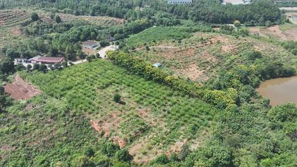 衡陽縣 荒山種下'搖錢樹'，萬畝金槐結(jié)'金米'