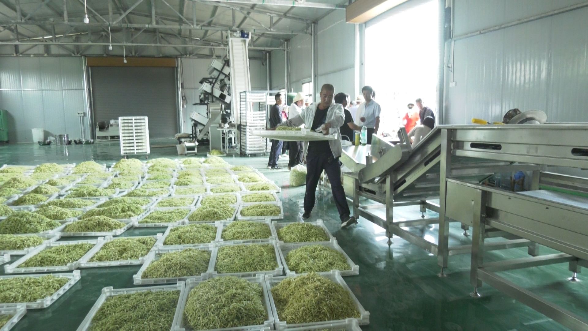 金銀花開黃土塬 津甘共譜振興曲——東西協(xié)作助力初級(jí)農(nóng)產(chǎn)品產(chǎn)業(yè)化升級(jí)之路